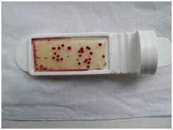 BioDip BioDip